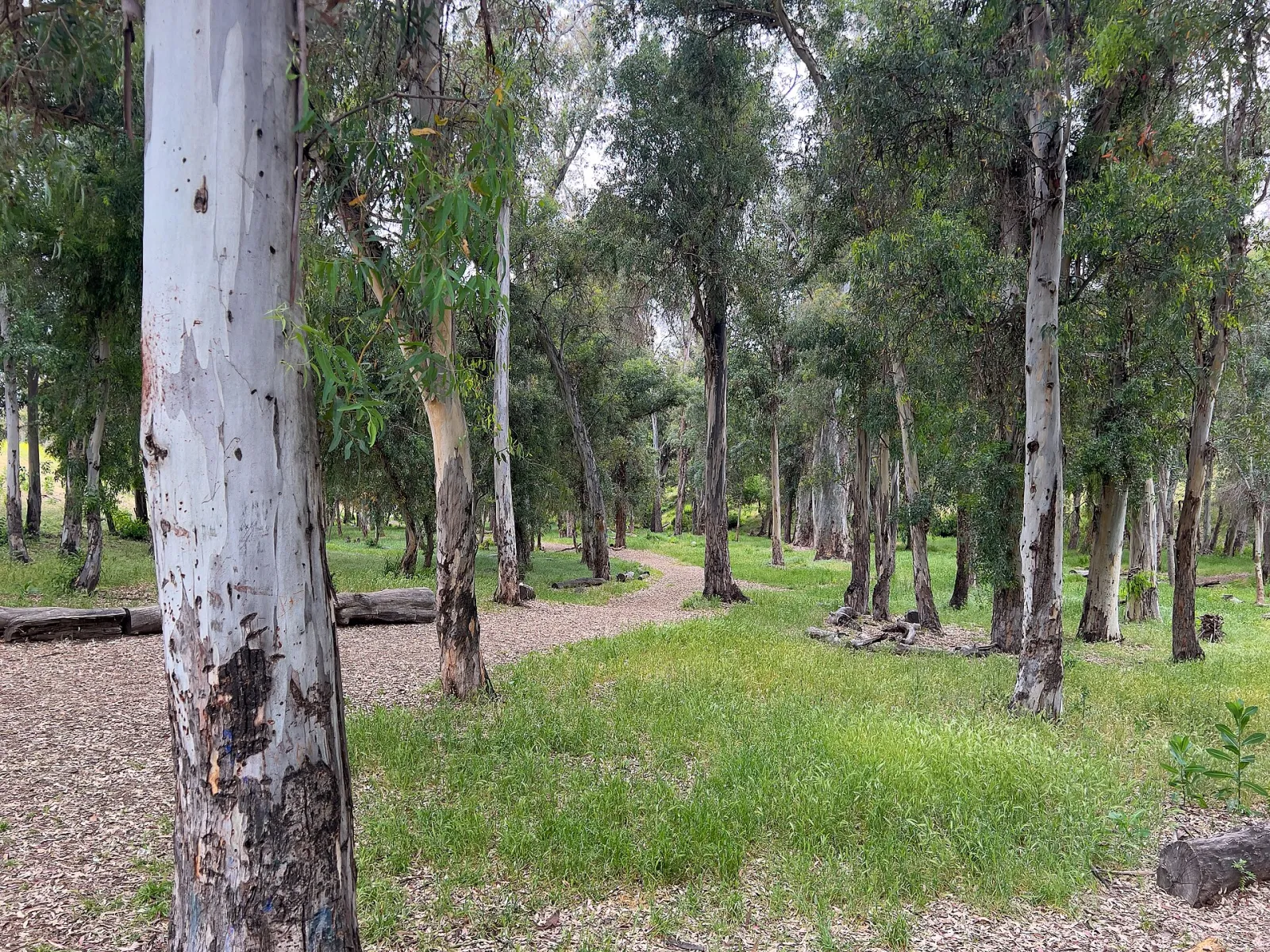 Glen Arbor Park Eucalyptus Grove Horizontal, Murrieta, California