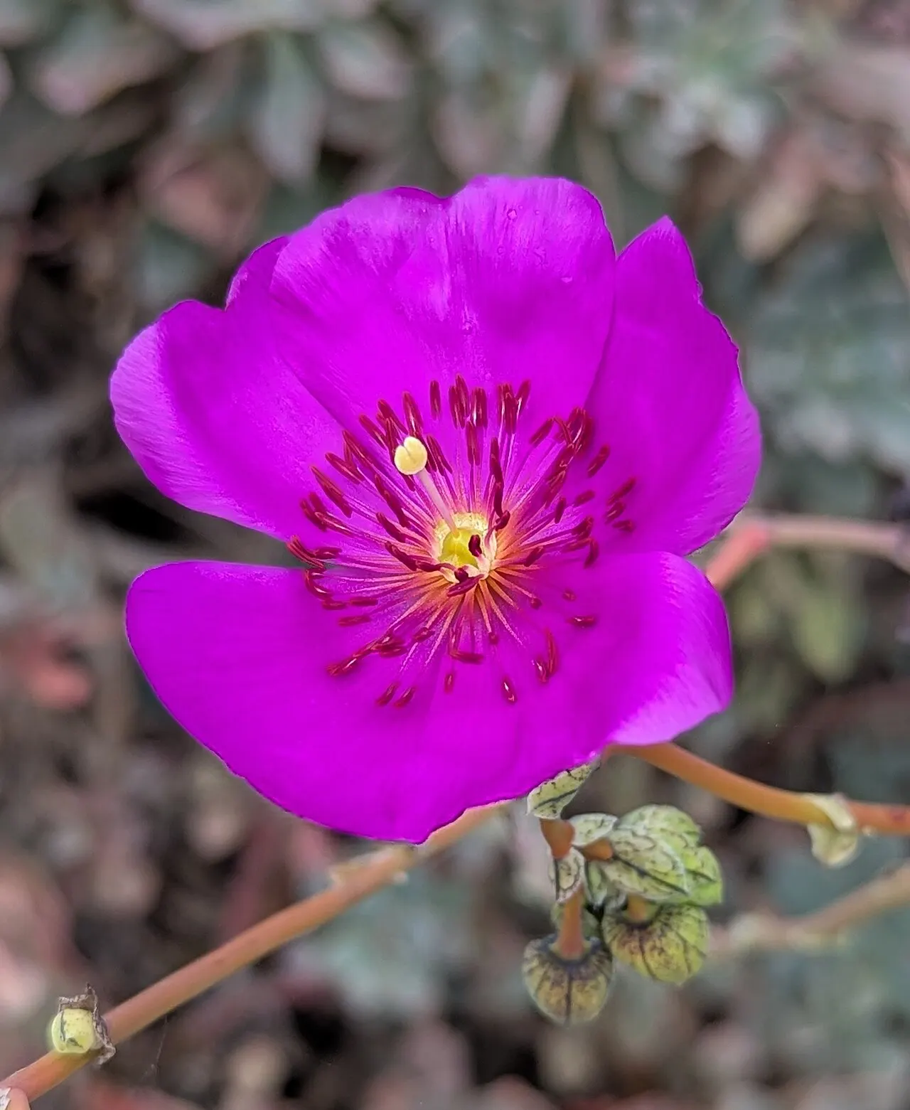Ventura Botanical Gardens, Ventura, California, United States