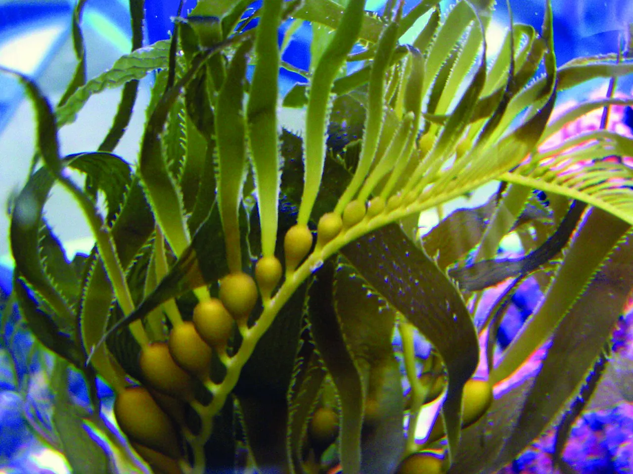 Heal the Bay Aquarium, Santa Monica, California, United States