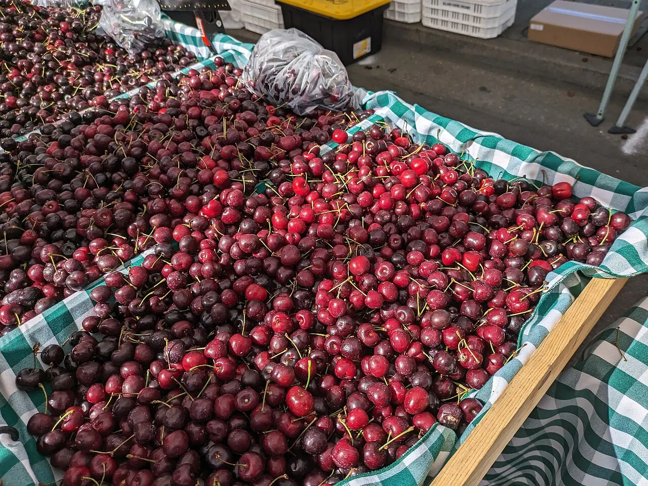 San Leandro Cherry Festival, San Leandro, California, United States