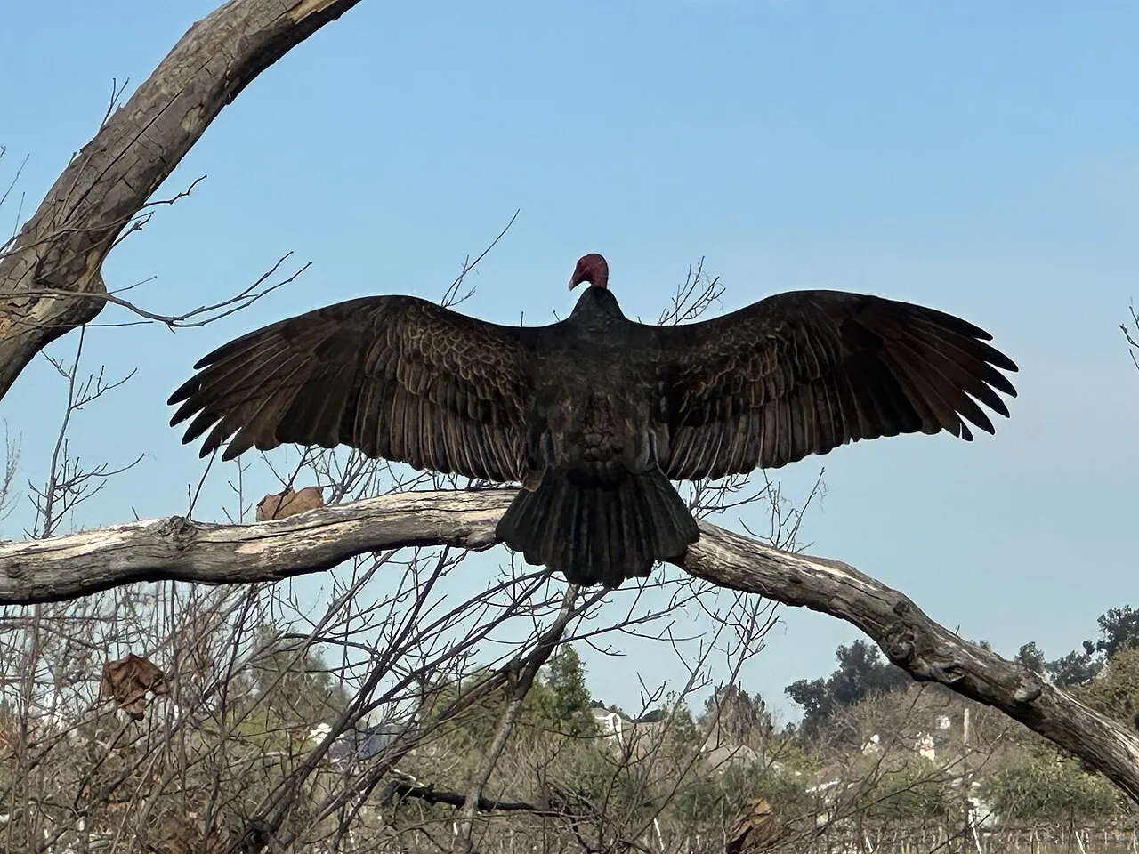 Sycamore Grove Park, Livermore, California, United States