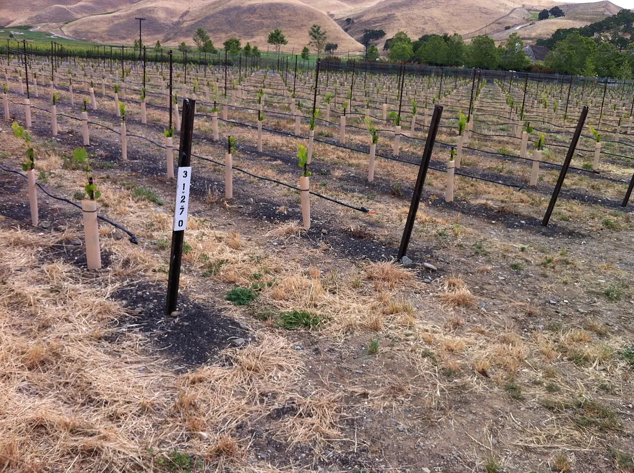 Wente Vineyards, Livermore, California, United States
