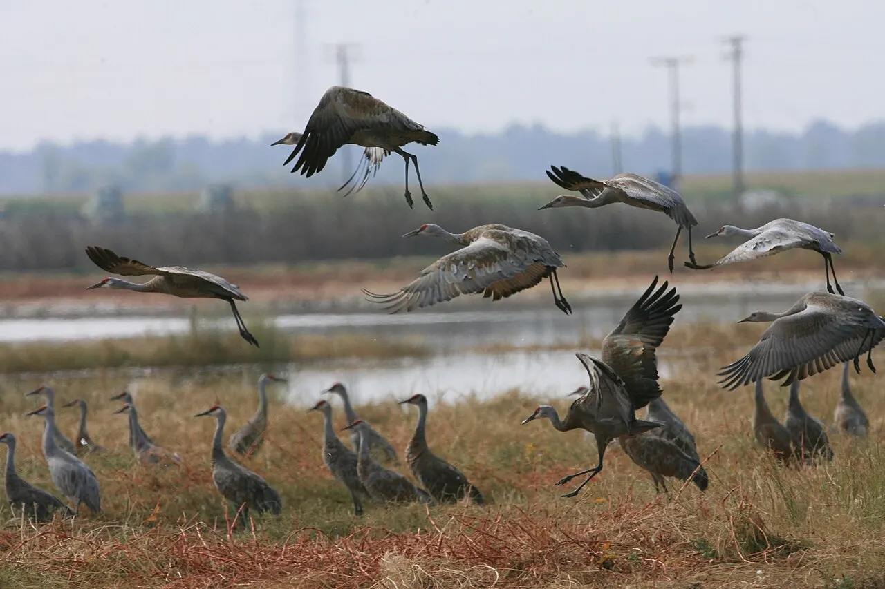 Merced National Wildlife Refuge, Merced, California, United States