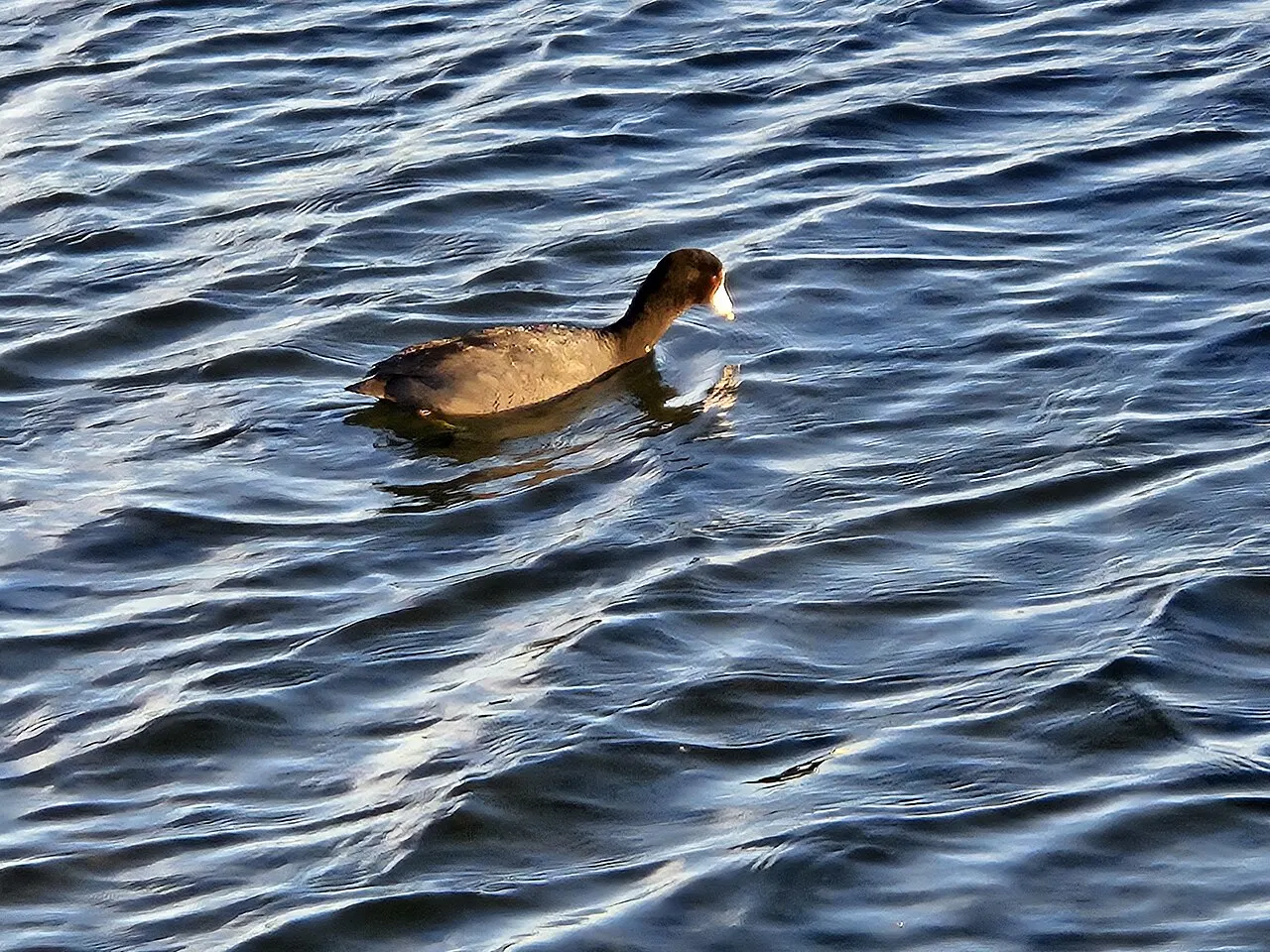 Shoreline Lake, Mountain View, California, United States