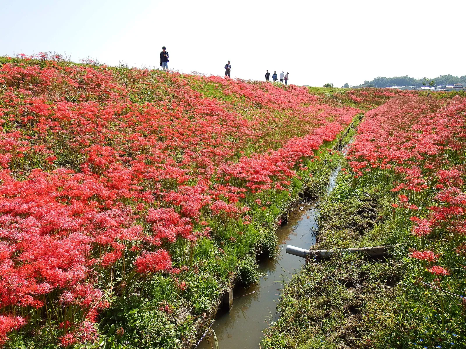 Yakachi River Spider Lilies, Handa, Aichi, Japan