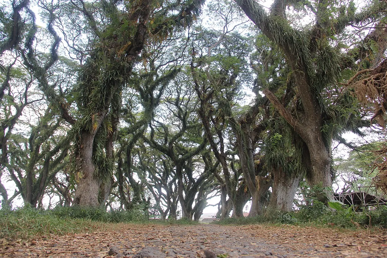 Djawatan Forest, Banyuwangi, East Java, Indonesia