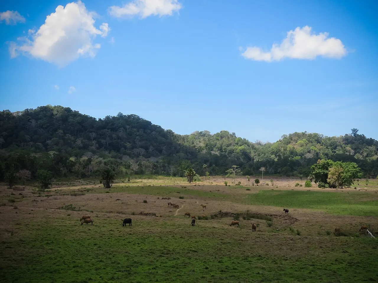 Alas Purwo National Park, Banyuwangi, East Java, Indonesia