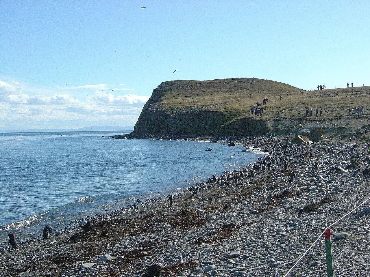 Magdalena Island, Punta Arenas, Region of Magallanes, Chile