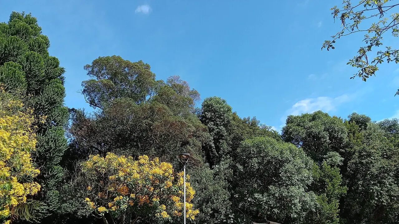 Bosque Municipal de Pinhais, Pinhais, Paraná, Brazil