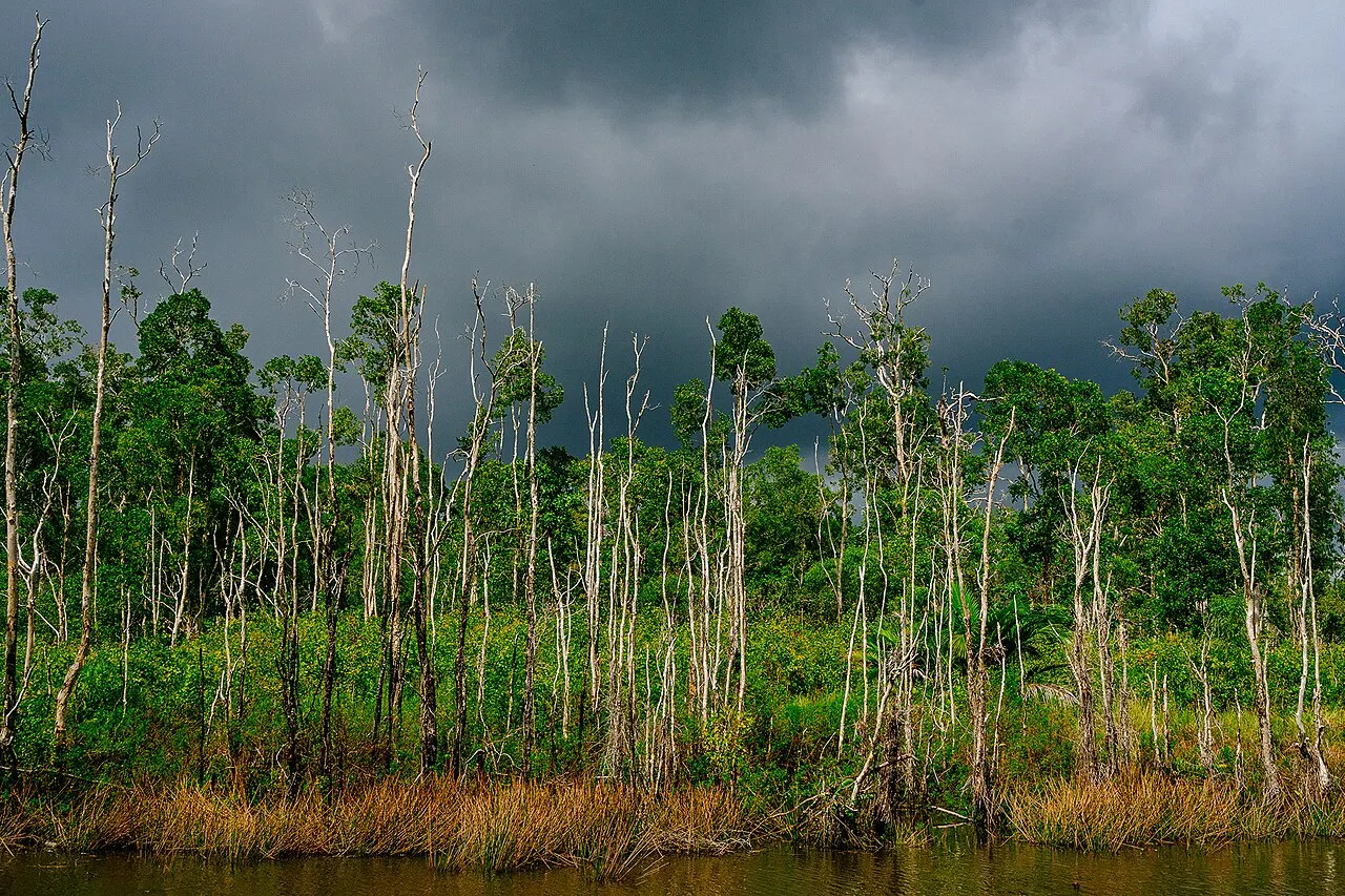 Wasur National Park, Merauke, South Papua, Indonesia