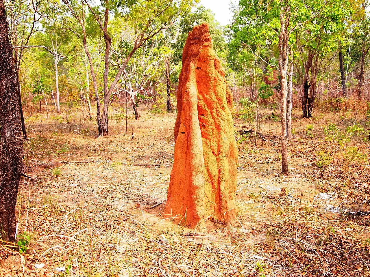 Musamus Termite Mounds, Merauke, South Papua, Indonesia