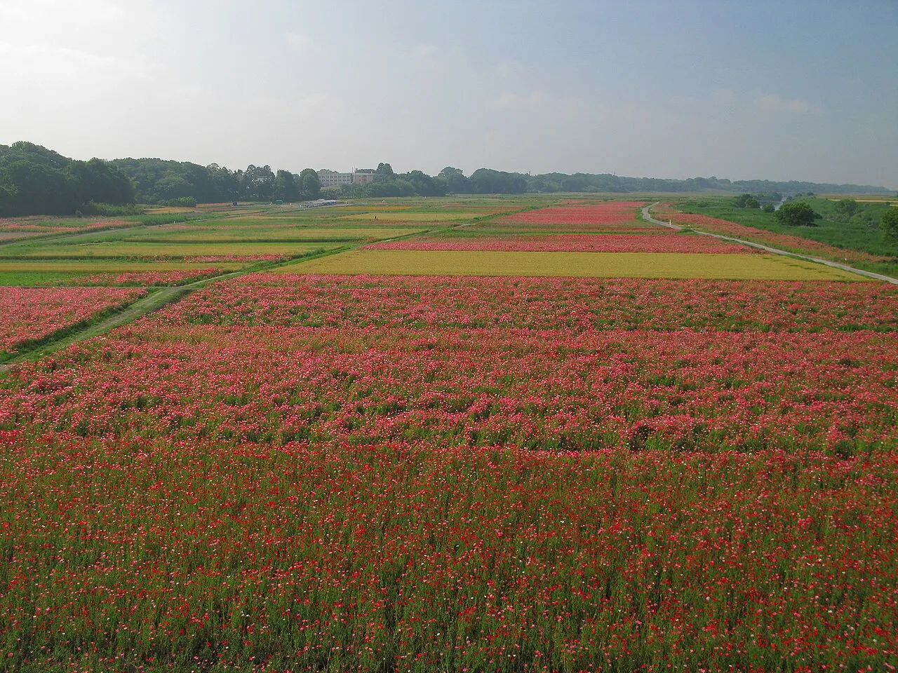 Poppy Happy Square, Kōnosu, Saitama, Japan