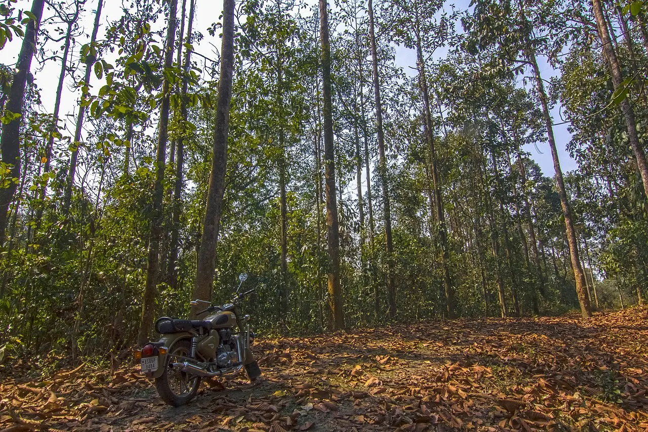 Dehing Patkai National Park, Tinsukia, Assam, India