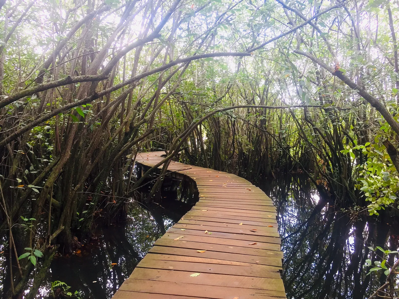 Bridge over Nature, Sri Jayewardenepura Kotte, Western Province, Sri Lanka