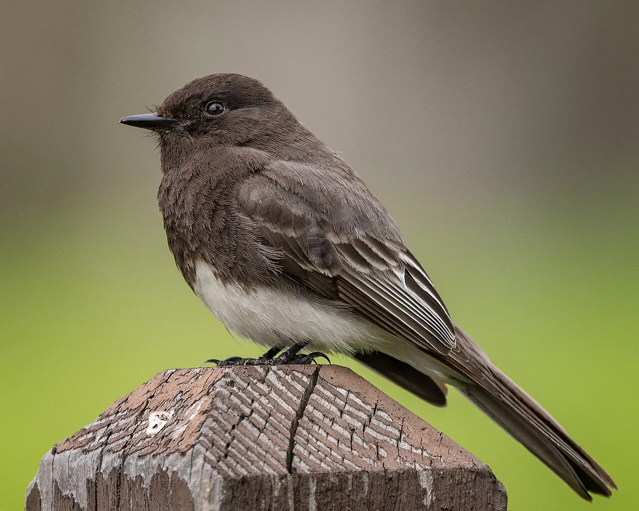 Garin Regional Park, Union City, California, United States