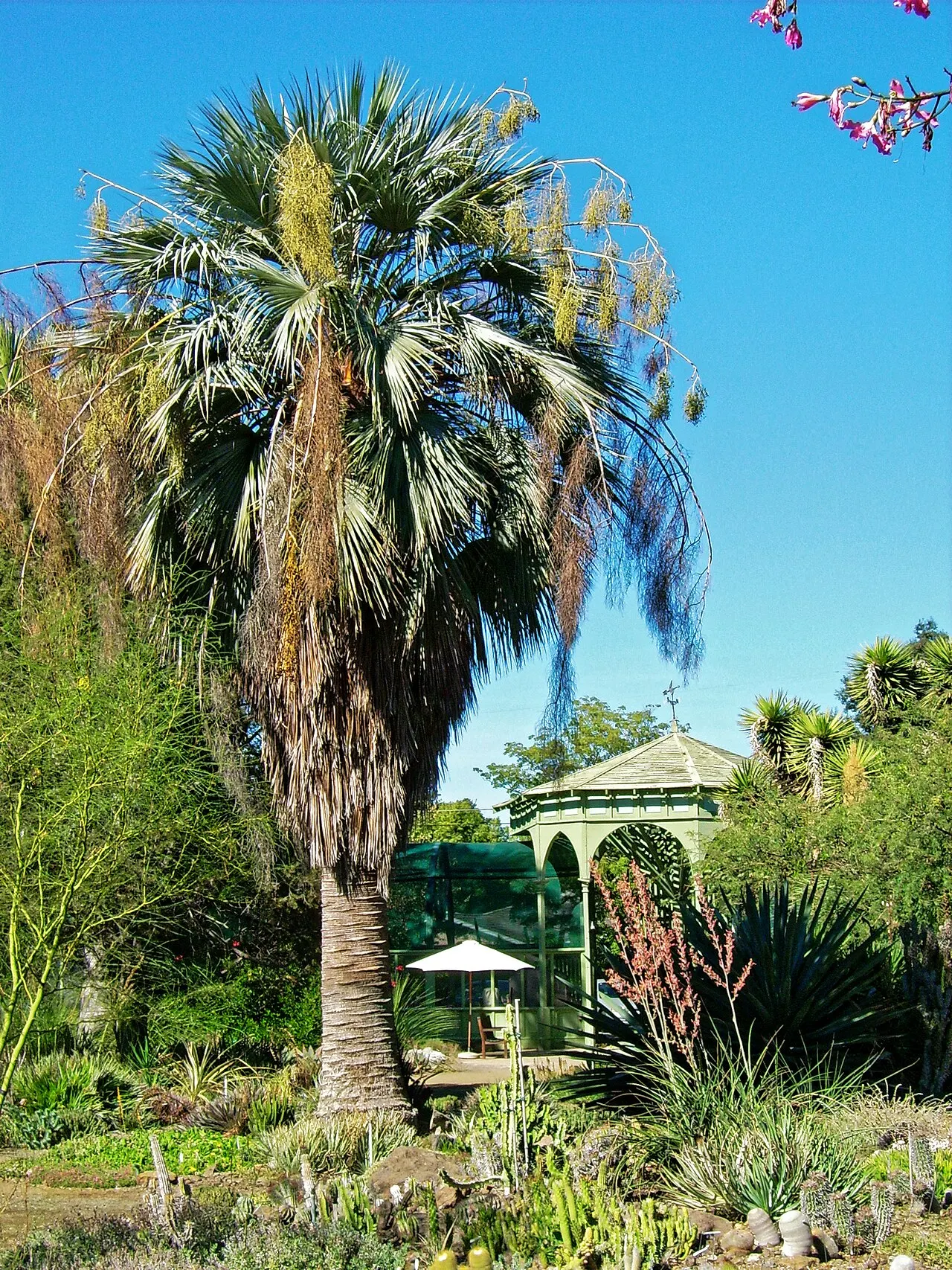 Ruth Bancroft Garden, Walnut Creek, California, United States
