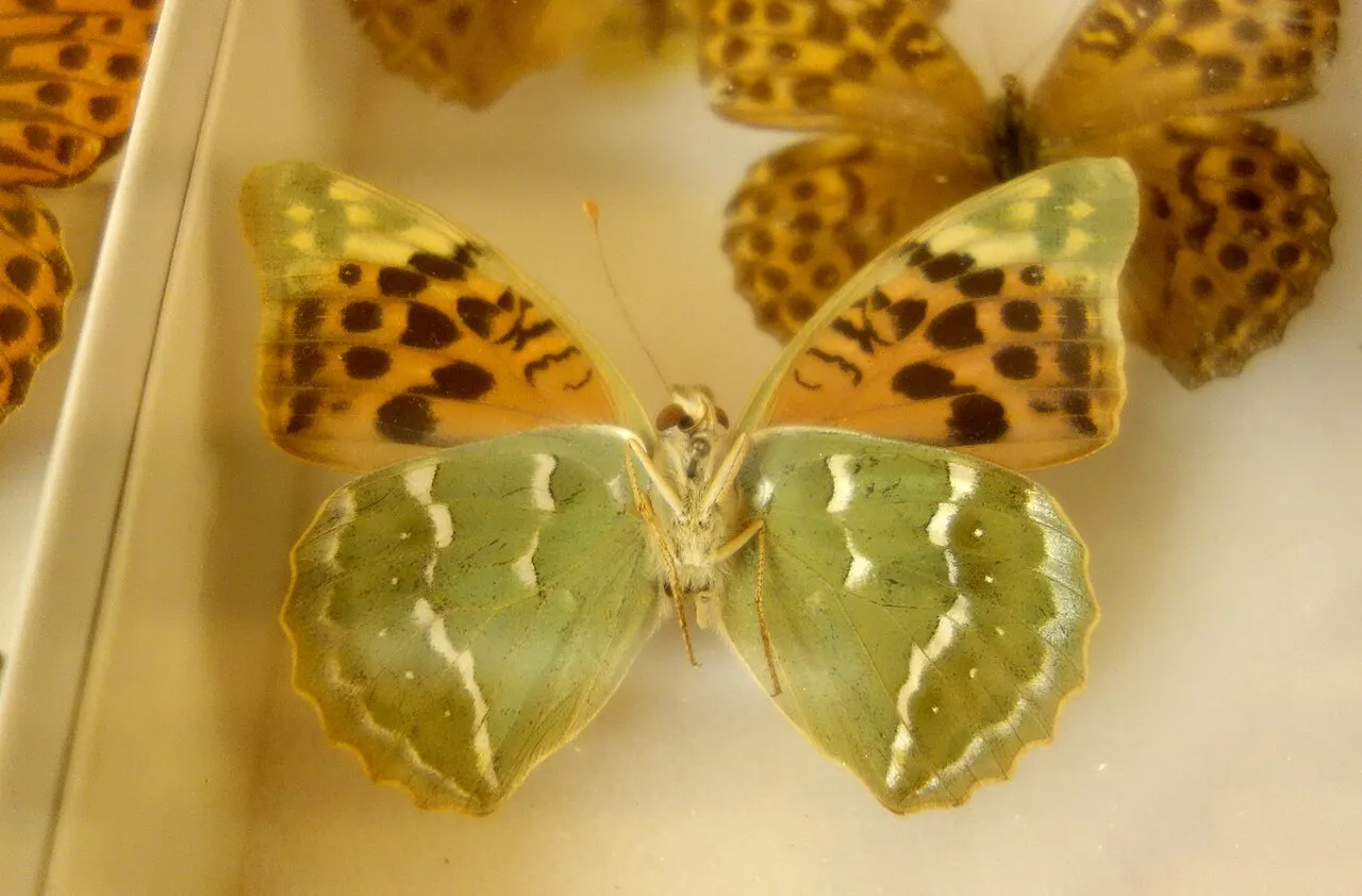 Bohart Museum of Entomology, Davis, California, United States