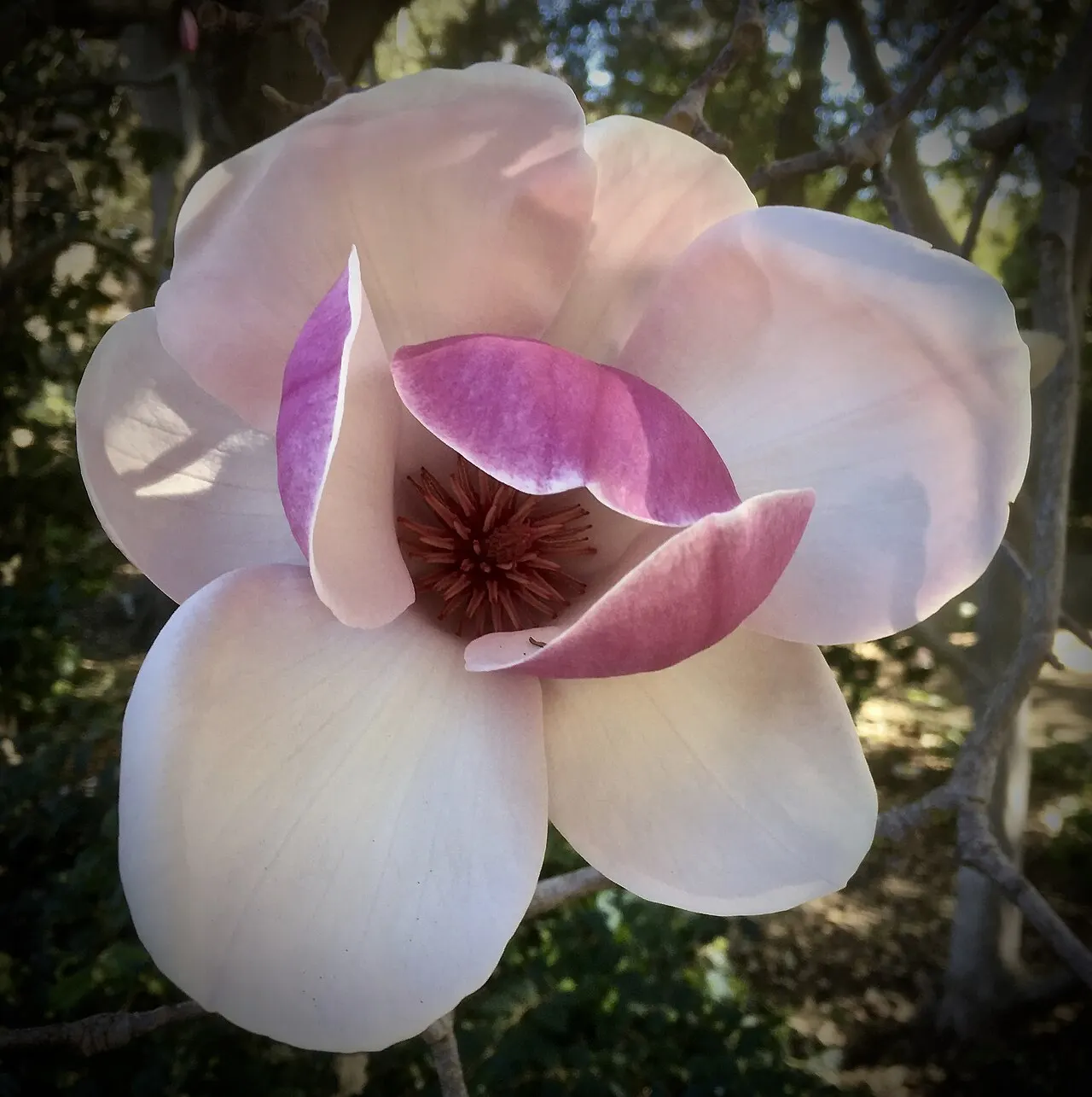 Elizabeth F. Gamble Garden, Palo Alto, California, United States
