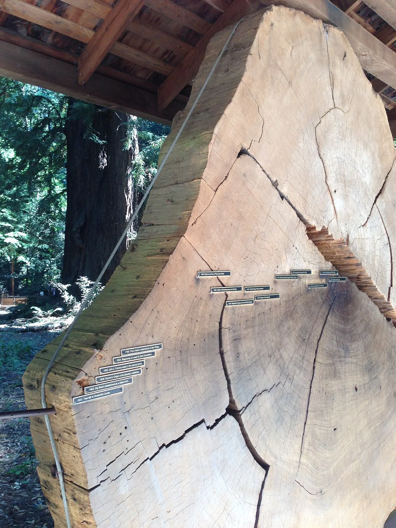 Henry Cowell Redwoods State Park, Santa Cruz, California, United States