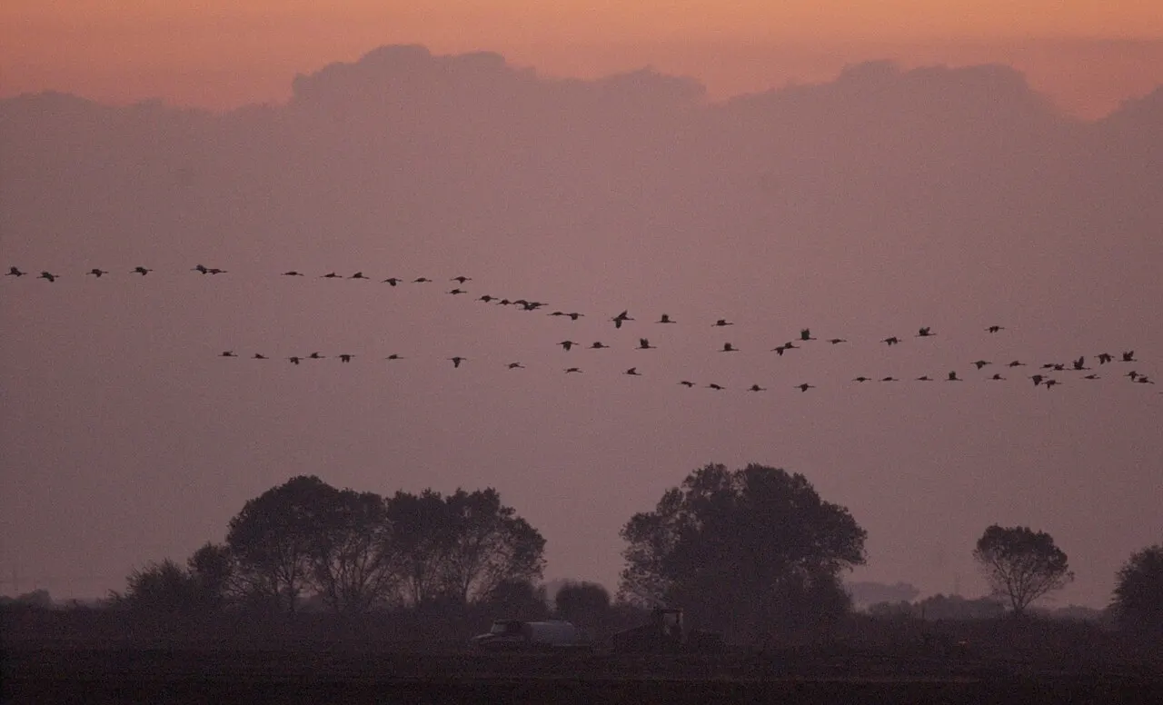 Pixley National Wildlife Refuge, Tulare, California, United States