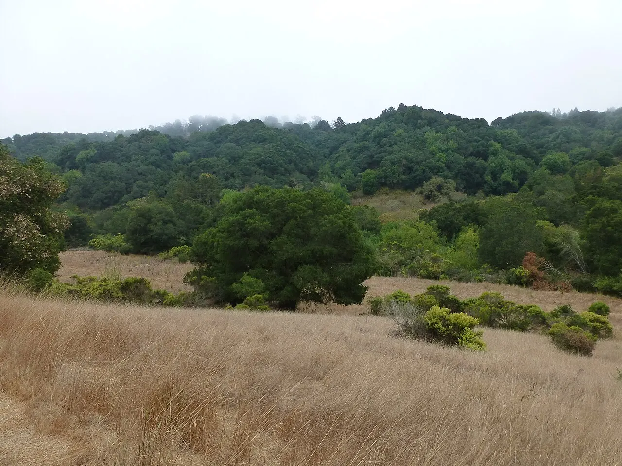 Anthony Chabot Regional Park, Castro Valley, California, United States