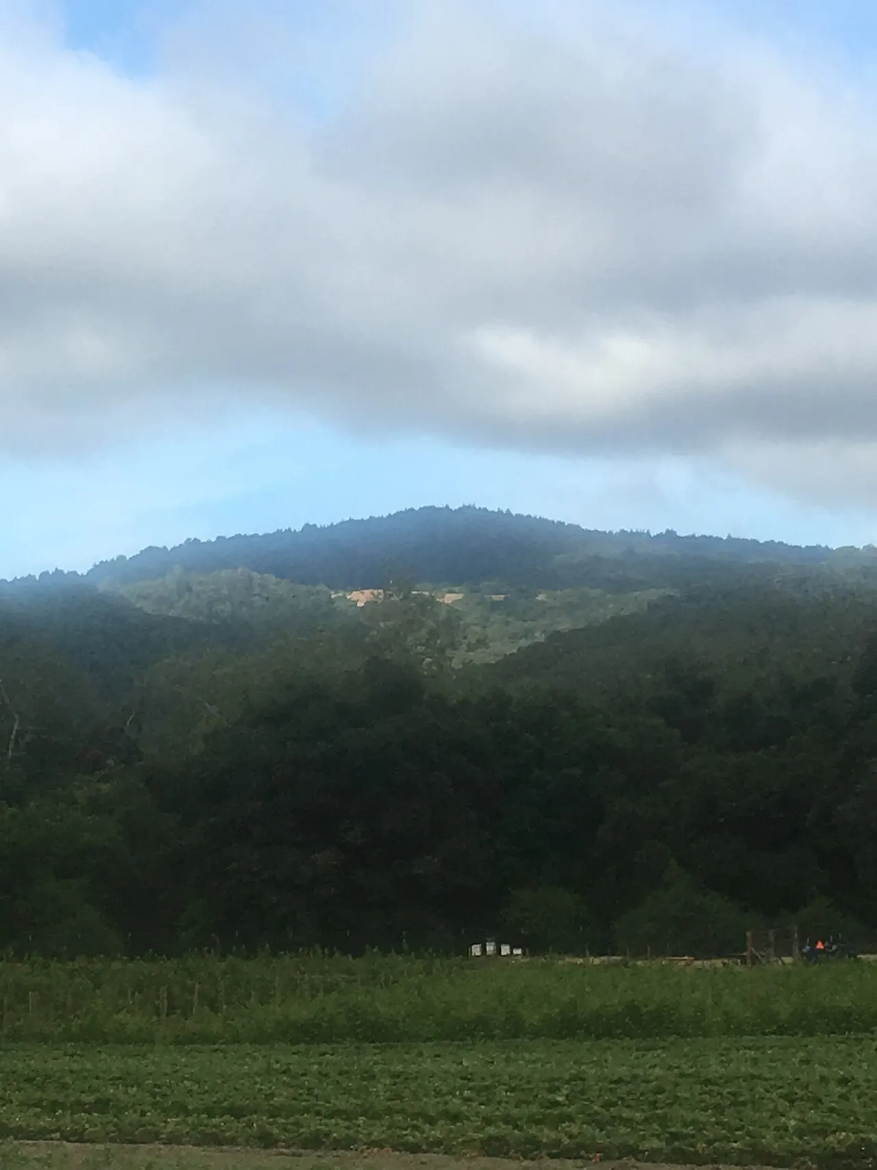 Mount Madonna County Park, Gilroy, California, United States
