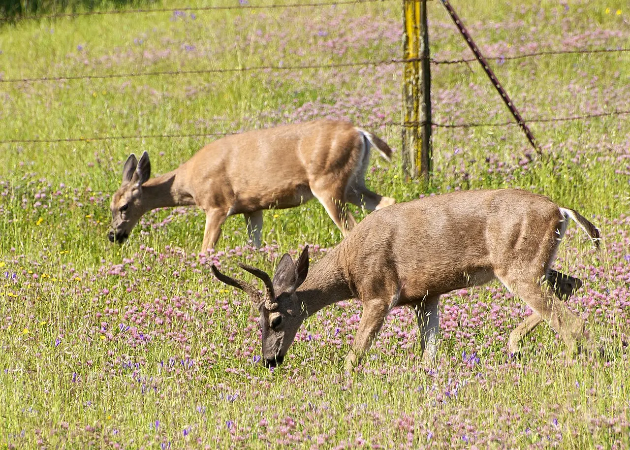Coyote Lake Harvey Bear Ranch County Park, Gilroy, California, United States