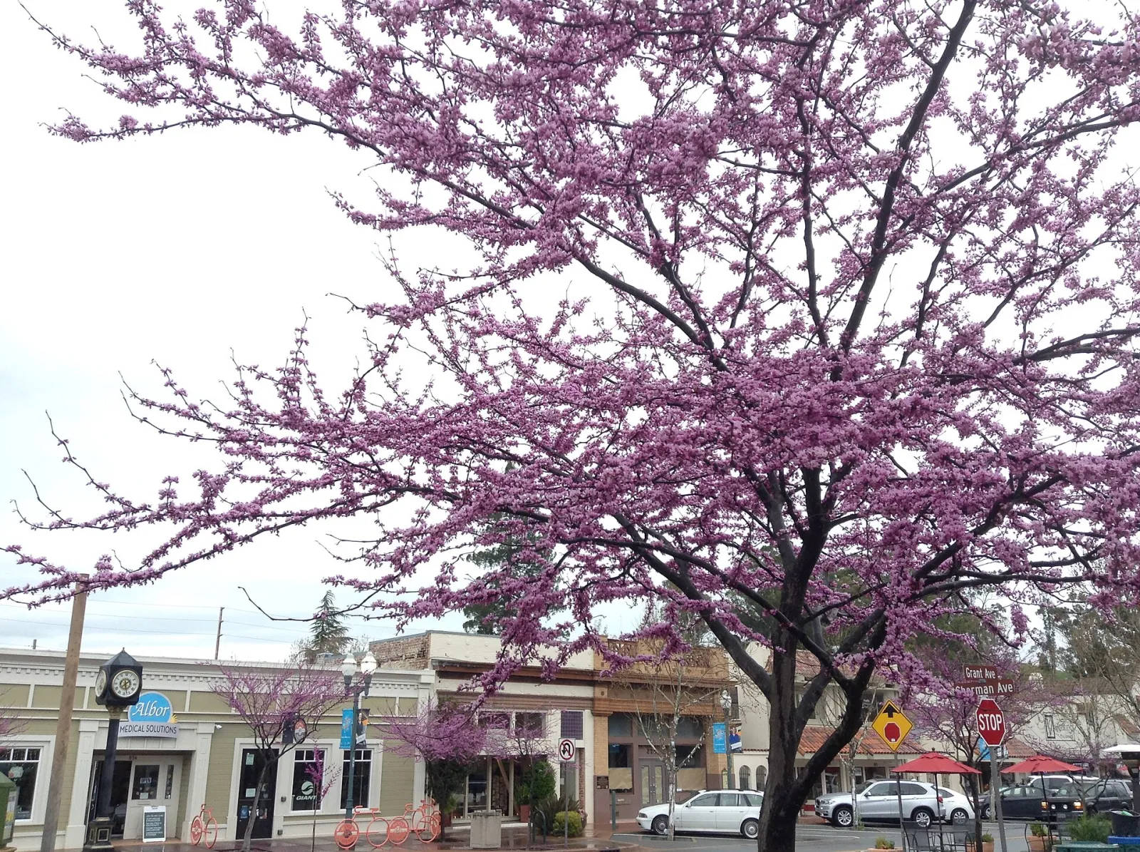 Novato, California, United States