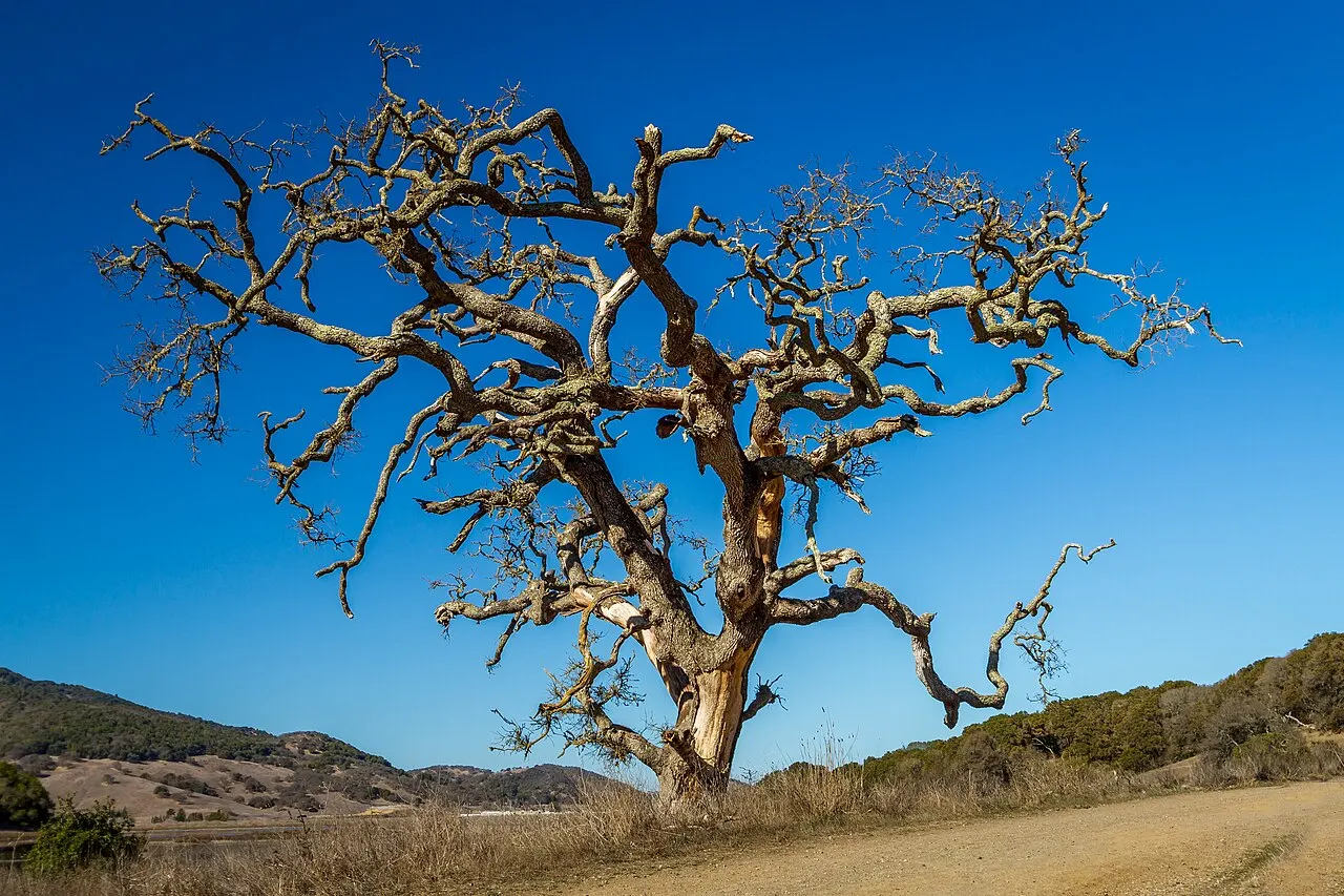 Rush Creek Open Space, Novato, California, United States