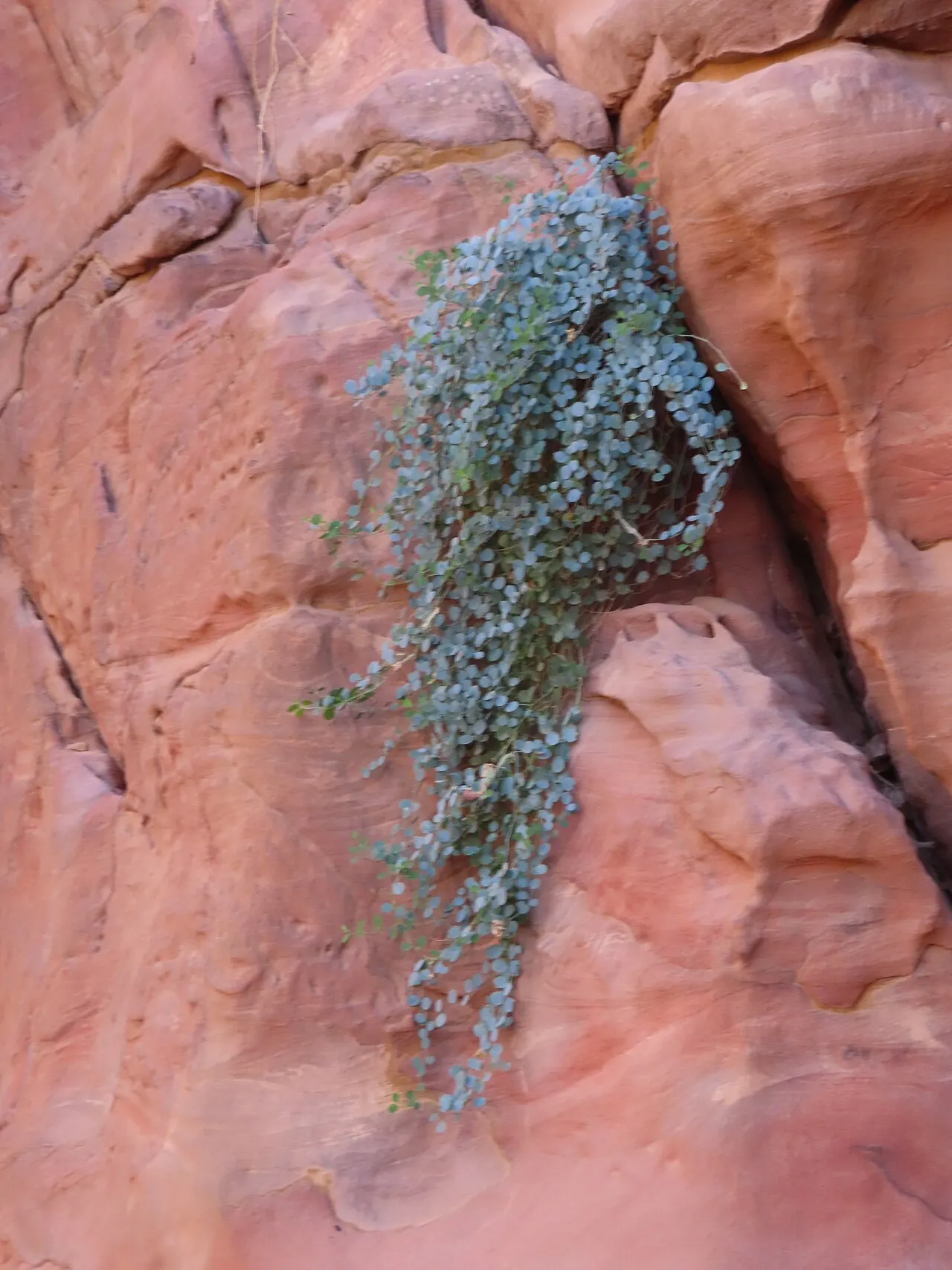 Al-Khubtha Trail, Petra, Jordan