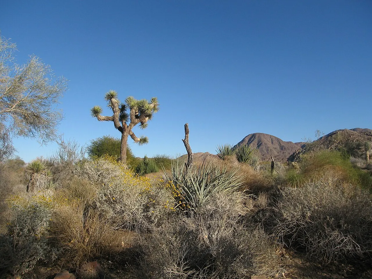 The Living Desert Zoo and Gardens, Palm Desert, California, United States