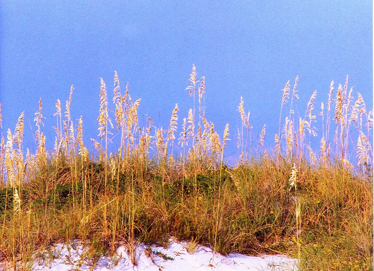 Sand Key Park, Clearwater, Florida, United States