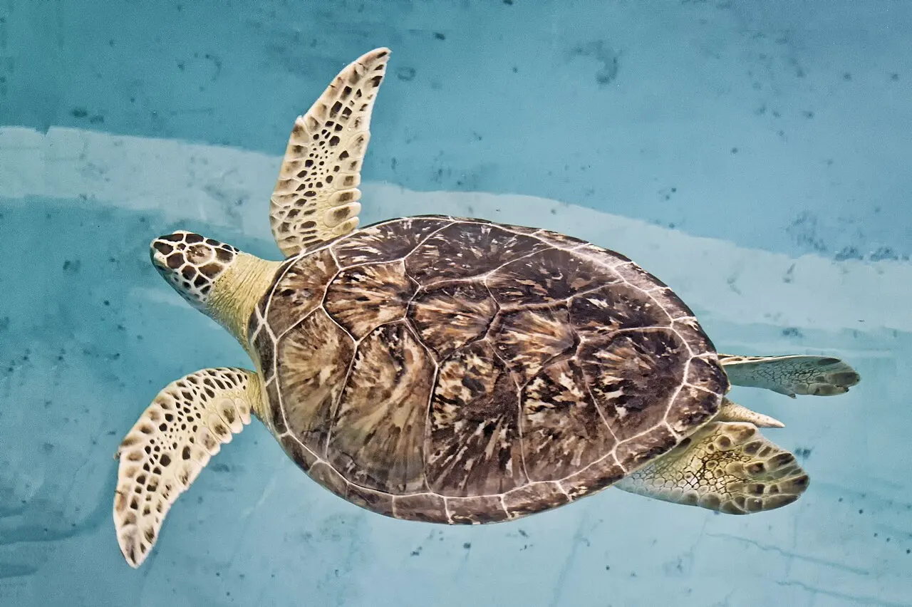 Clearwater Marine Aquarium, Clearwater, Florida, United States