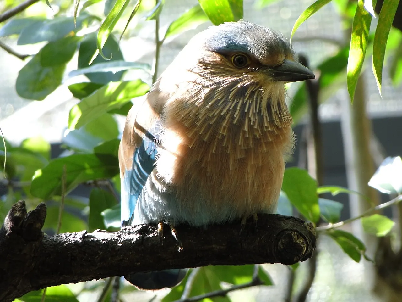 Palm Beach Zoo, West Palm Beach, Florida, United States