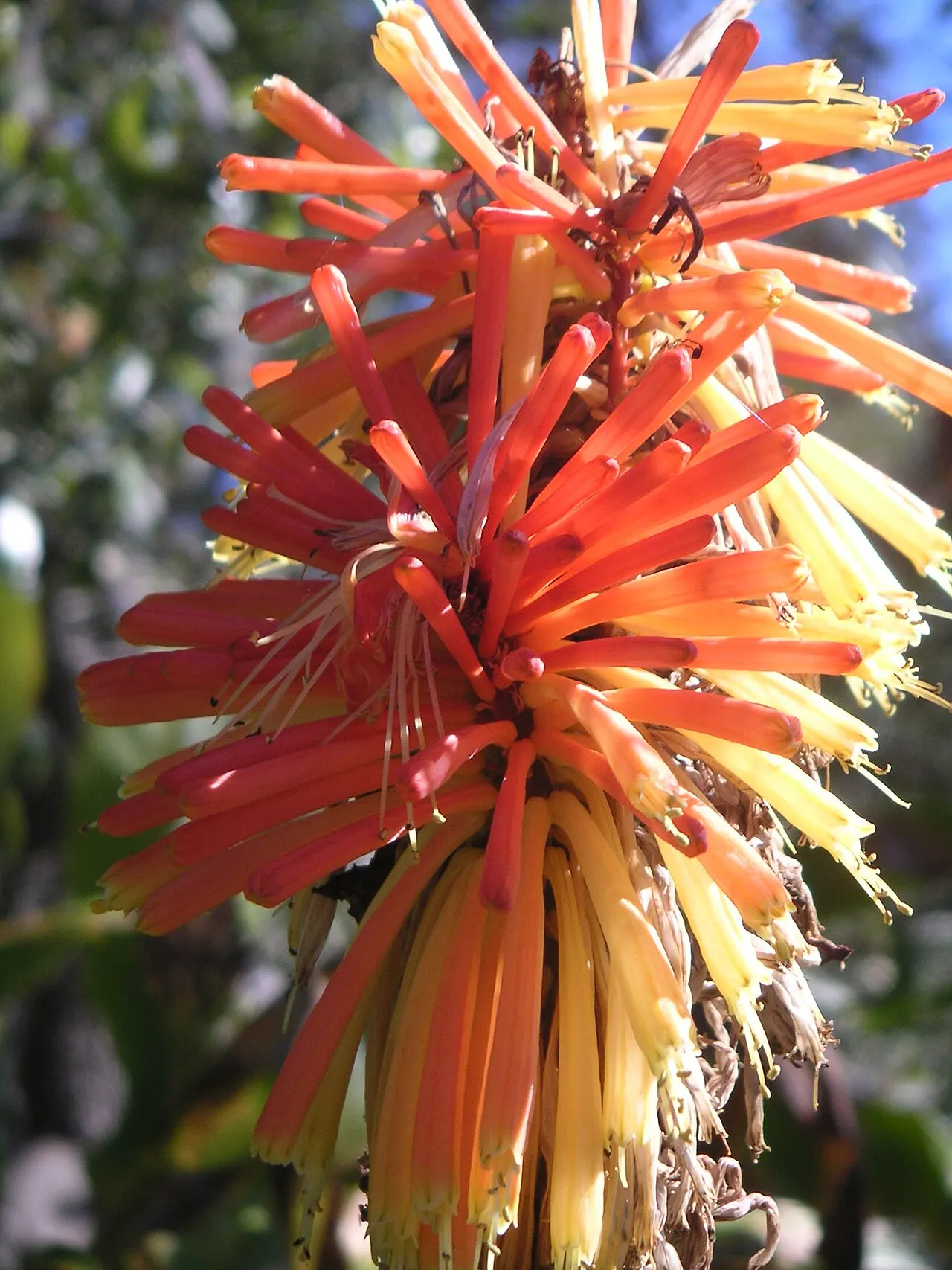 Kanapaha Botanical Gardens, Gainesville, Florida, United States
