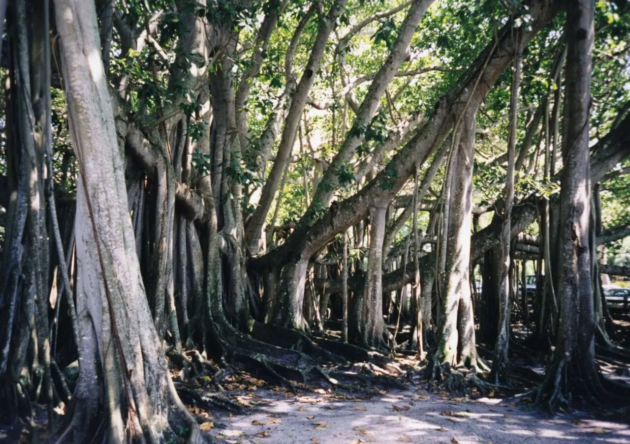 Edison and Ford Winter Estates, Fort Myers, Florida, United States