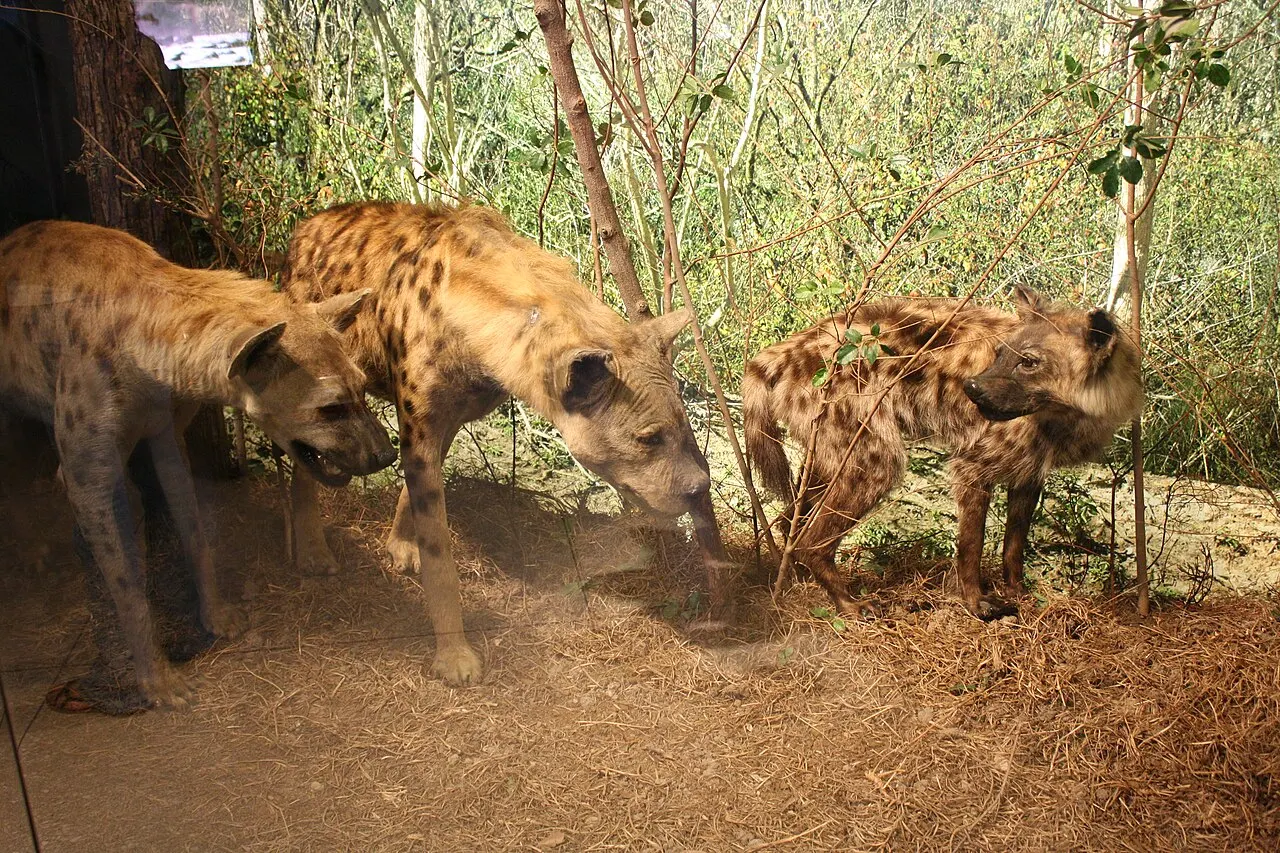 Houston Museum of Natural Science, Houston, Texas, United States