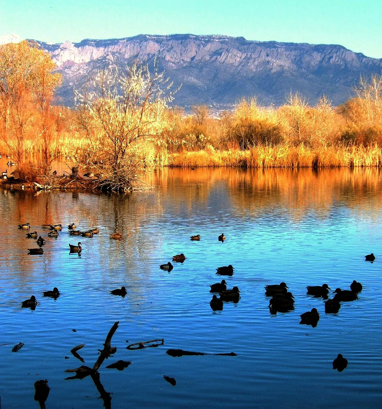 Rio Grande Nature Center State Park, Albuquerque, New Mexico, United States