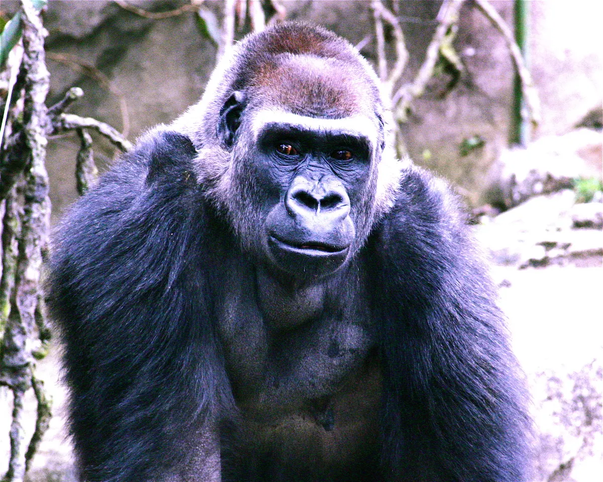 Cincinnati Zoo and Botanical Garden, Cincinnati, Ohio, United States