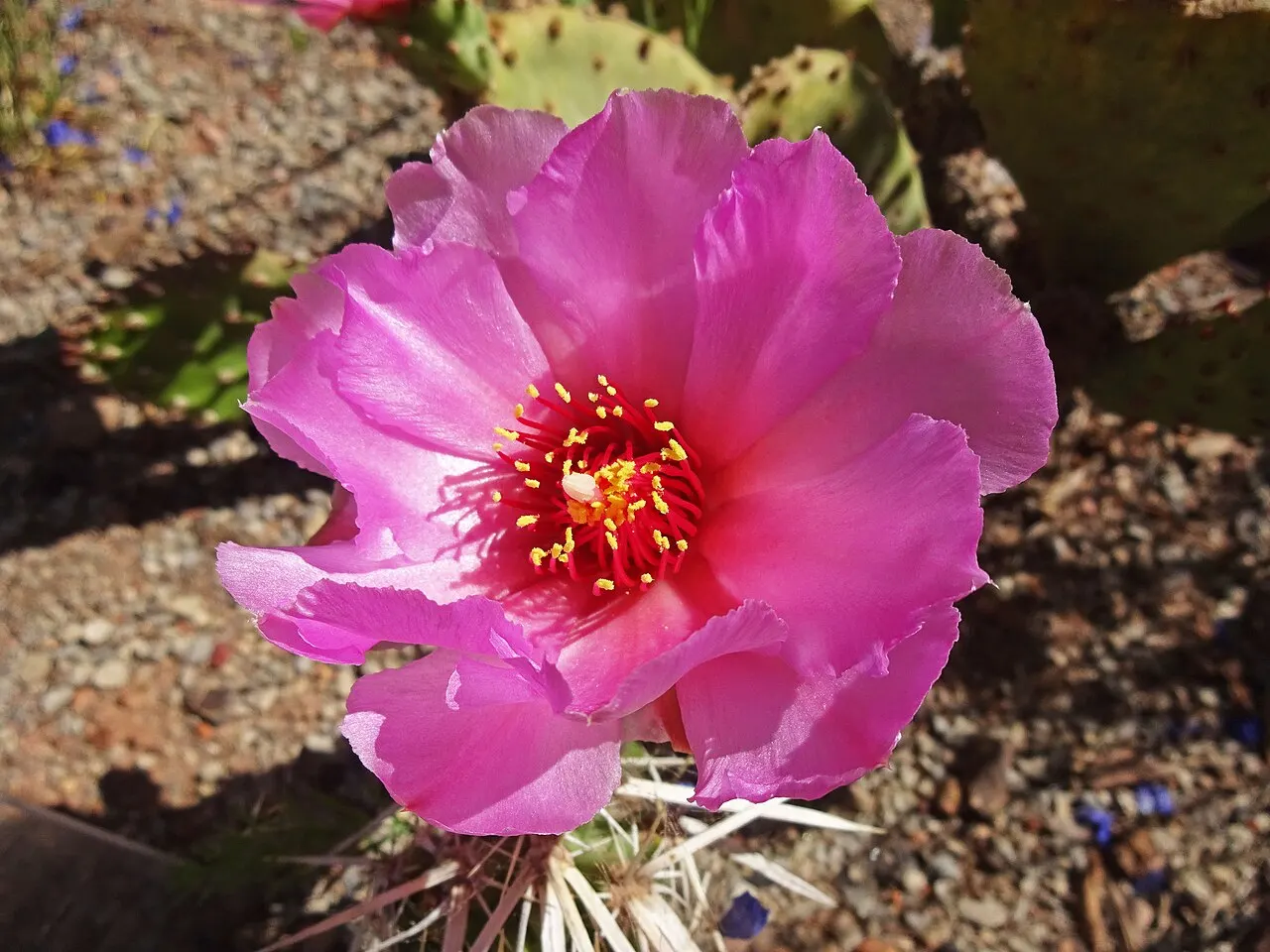 Red Butte Garden, Salt Lake City, Utah, United States