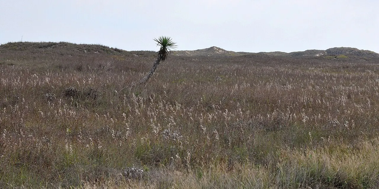 Padre Island National Seashore, Corpus Christi, Texas, United States