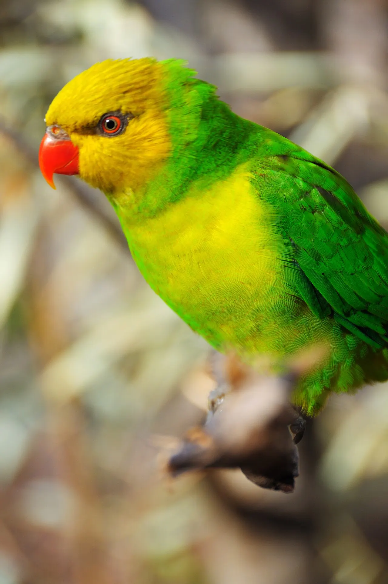 Birmingham Zoo, Birmingham, Alabama, United States