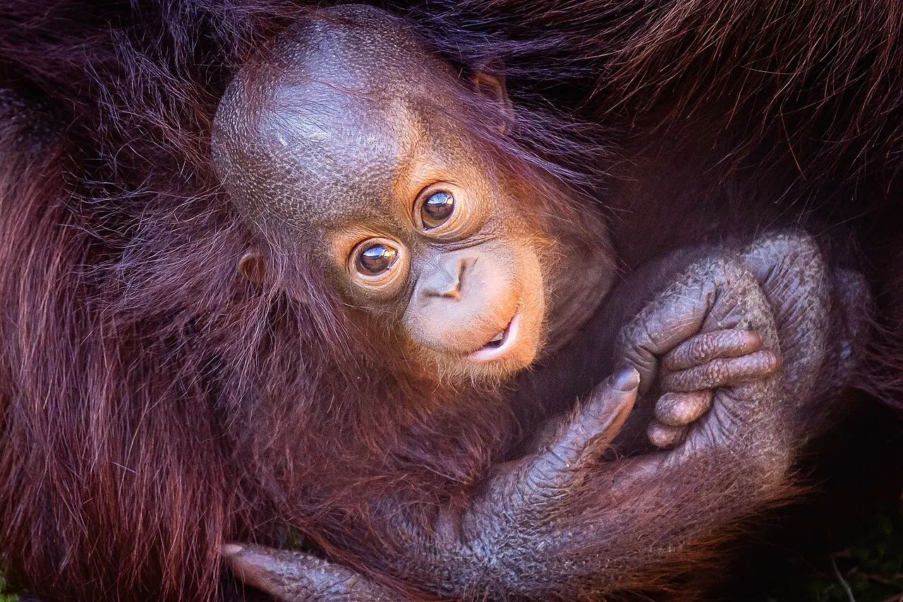 Little Rock Zoo, Little Rock, Arkansas, United States