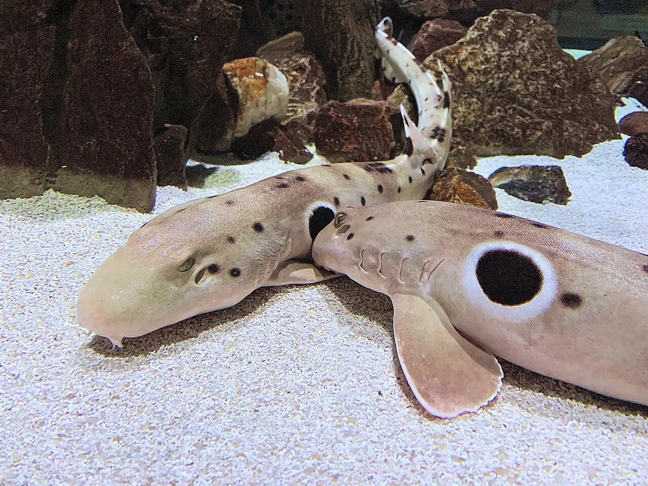 OdySea Aquarium, Scottsdale, Arizona, United States