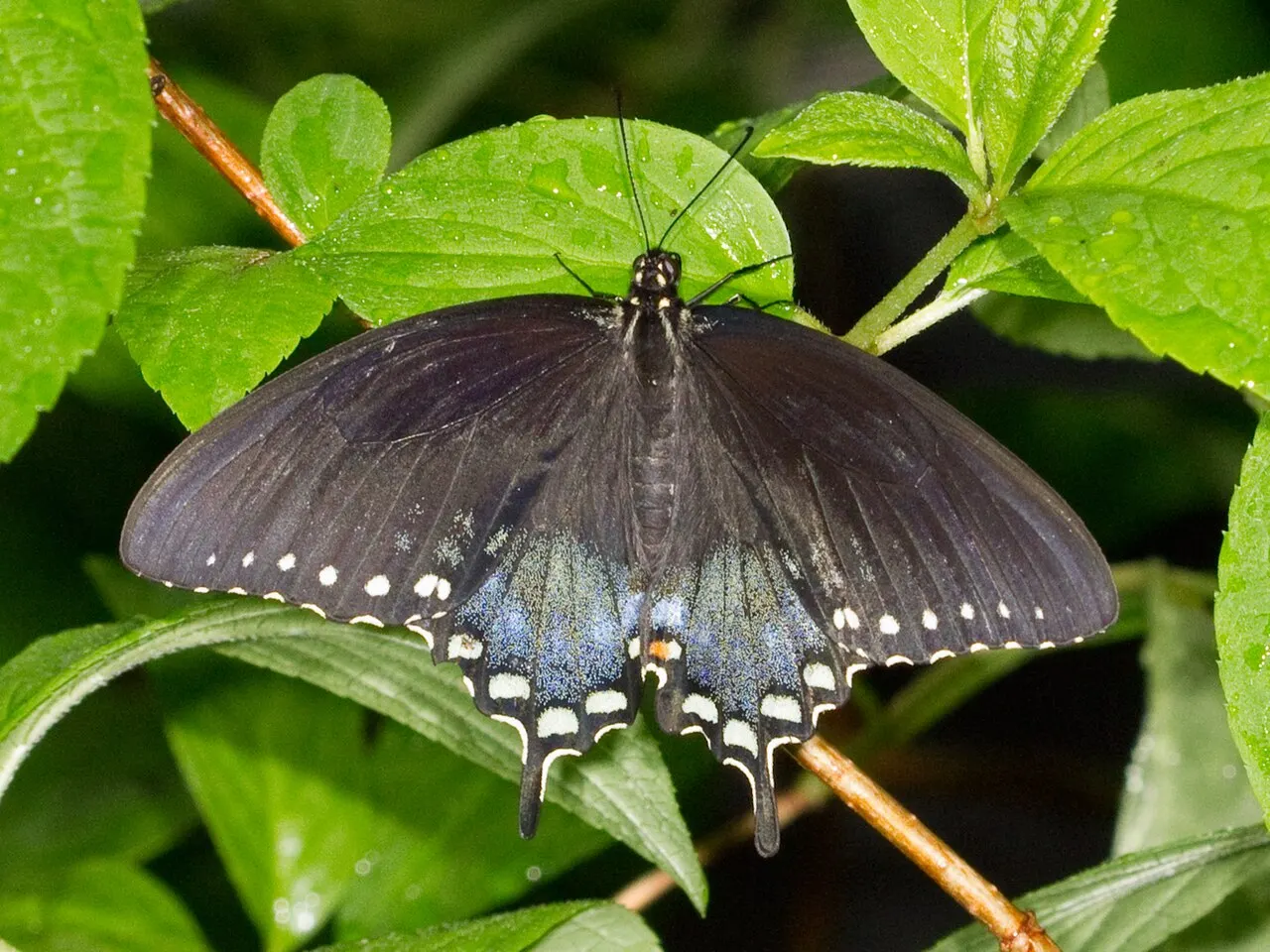 Huntsville Botanical Garden, Huntsville, Alabama, United States