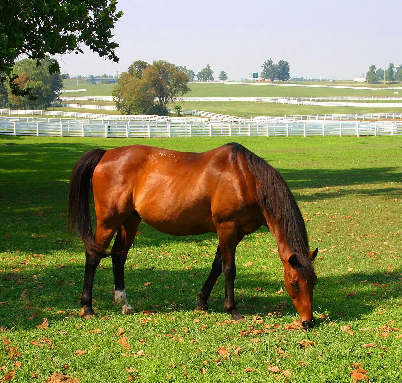 Kentucky Horse Park, Lexington, Kentucky, United States