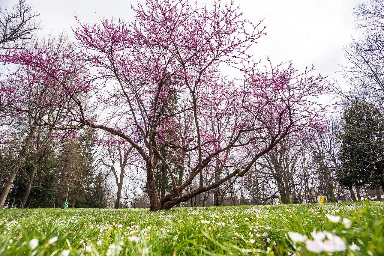 Ashland, the Henry Clay Estate, Lexington, Kentucky, United States