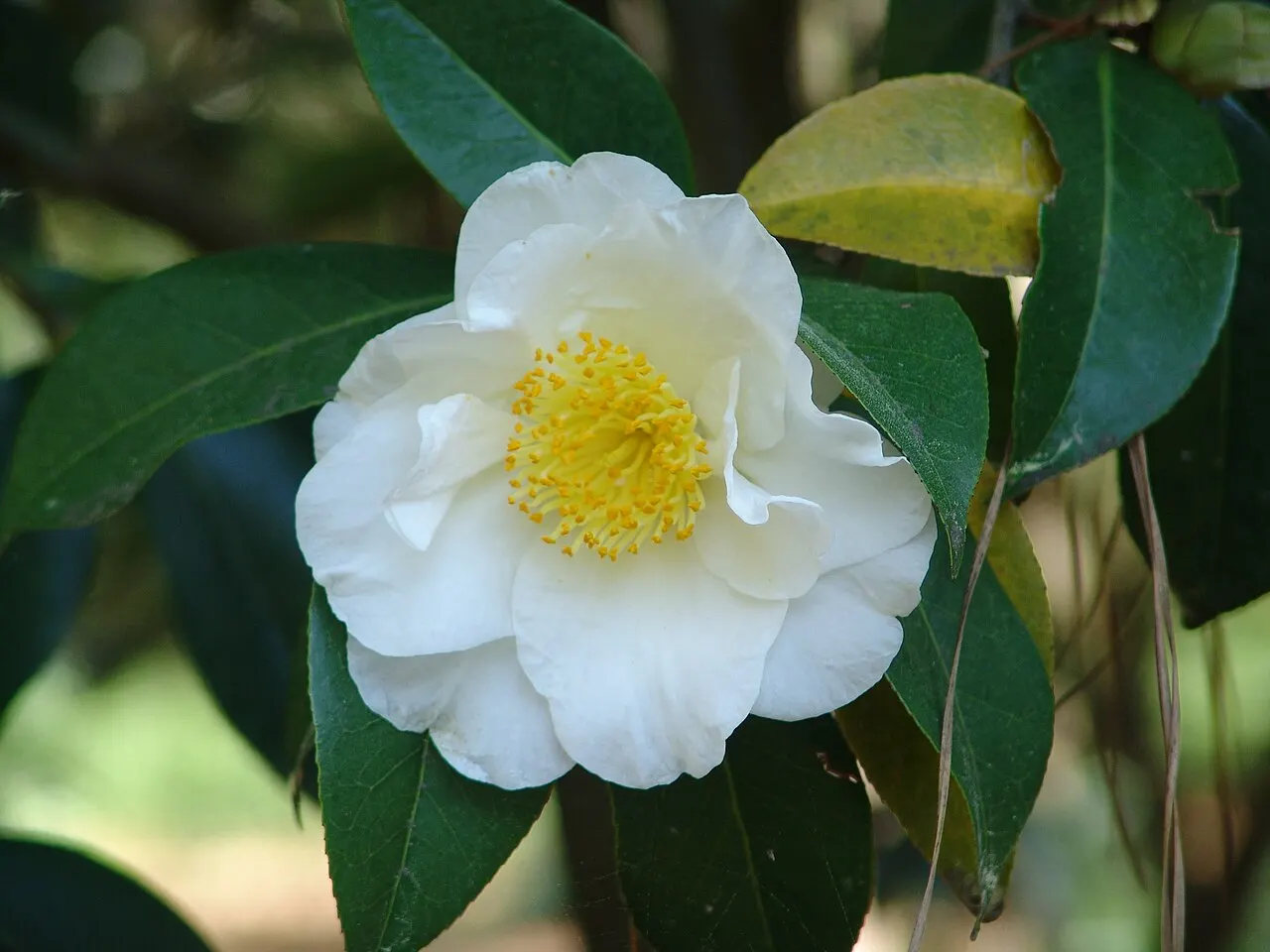 Norfolk Botanical Garden, Norfolk, Virginia, United States
