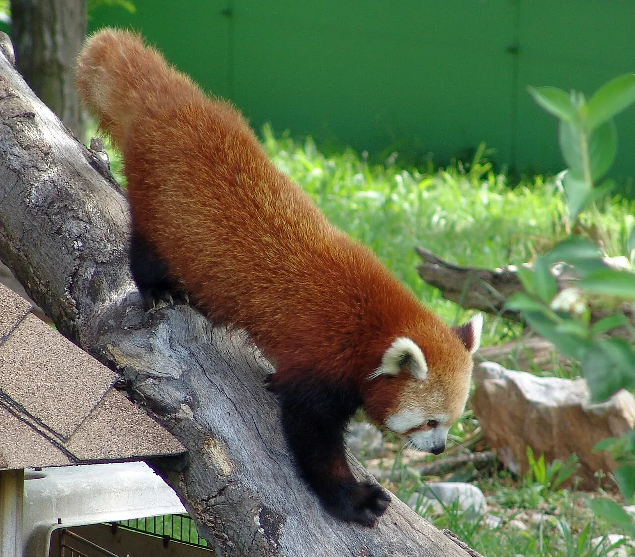 Virginia Zoo, Norfolk, Virginia, United States