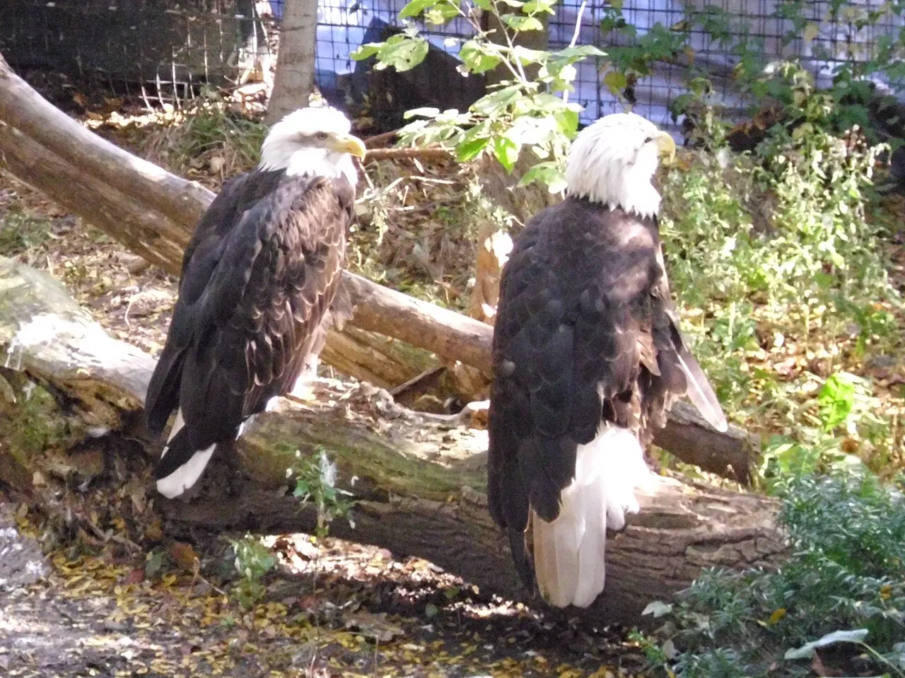Lincoln Children's Zoo, Lincoln, Nebraska, United States